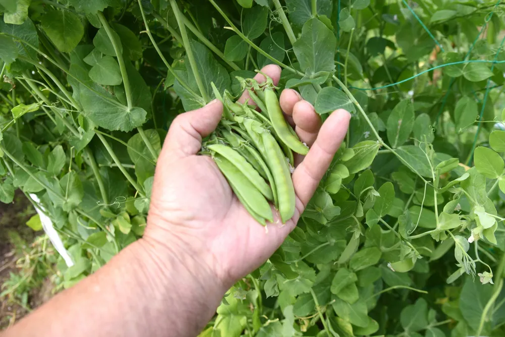Légume en H