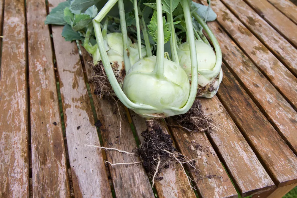 Légume en K