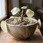 Asso pilea en panne : les secrets pour une croissance réussie asso-pilea-ne-pousse-pas