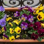 Combien de pensées par jardinière : conseils pratiques combien-de-pensées-dans-une-jardinière
