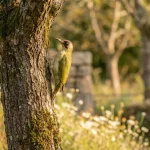 Pivert dans le jardin : le messager spirituel qui vous veut du bien pivert-dans-le-jardin-signification