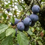 Prune sauvage toxique : les risques à connaître prune-sauvage-toxique